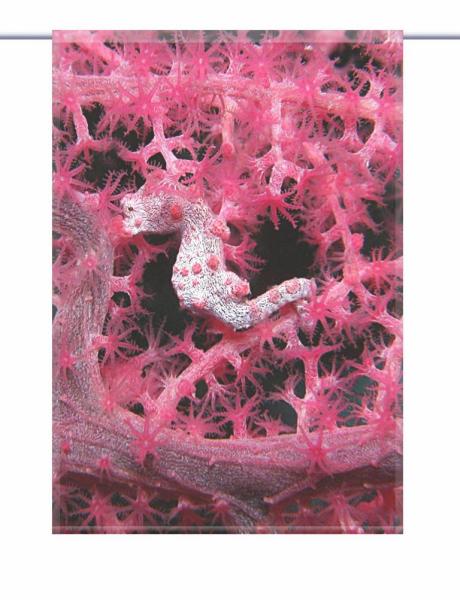 Scheibenhänger Meermomente  rechteckig transparente Scheibengardine